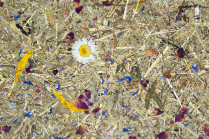 ALMWIESE auf Flachsvlies, Klebefolie